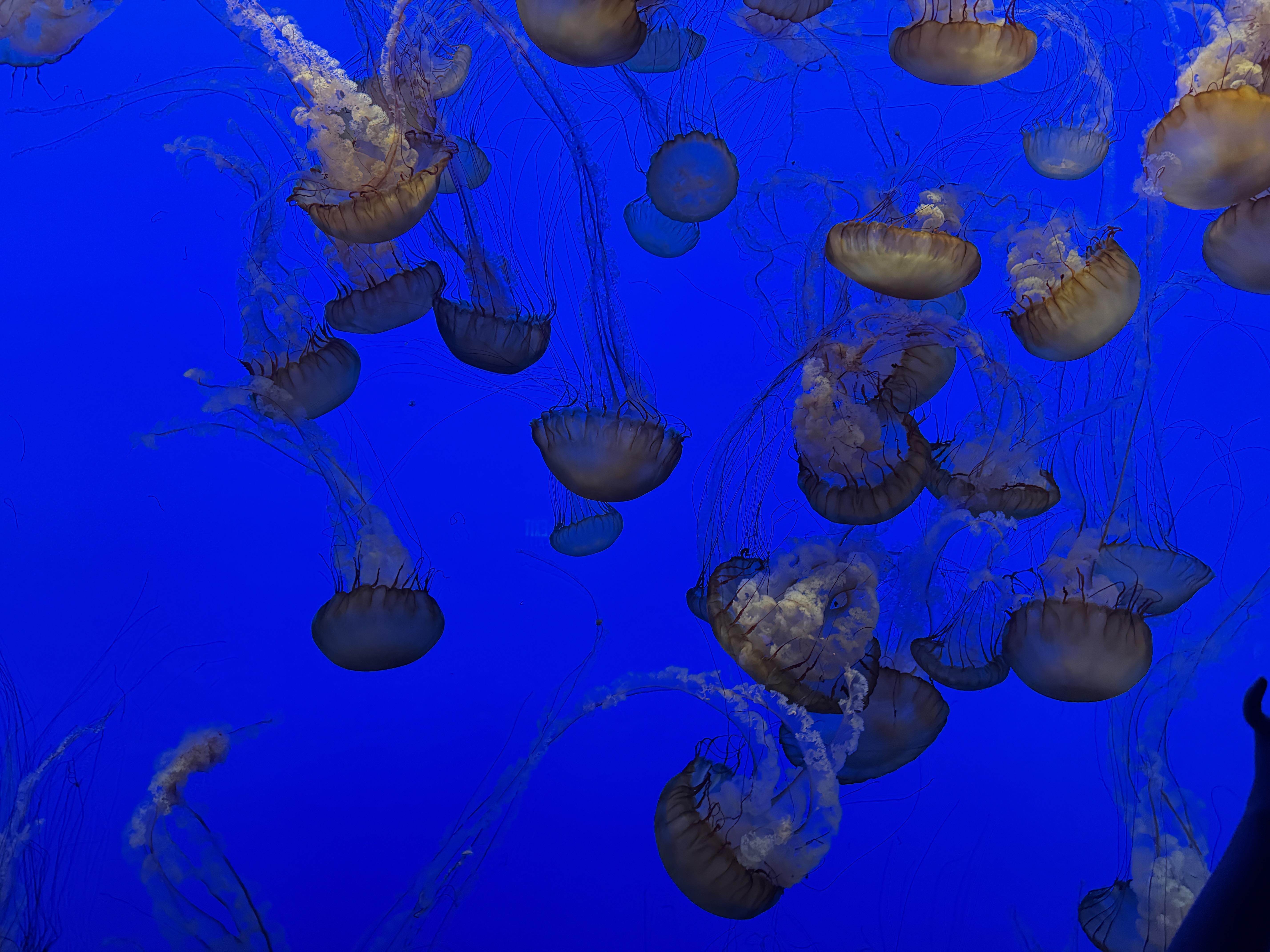 Monterey Bay Aquarium